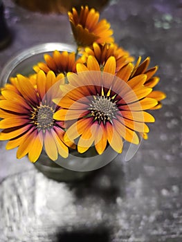 Flowers orange Daisy highdefinition hd flowers closeup bloom pretty may wildflower