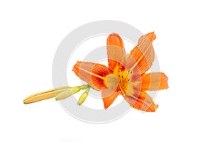 Flowers of an orange daylily on a white isolated background. Decorative items. Beautiful flowers