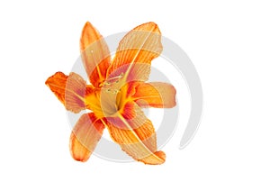 Flowers of an orange daylily on a white isolated background. Decorative items. Beautiful flowers