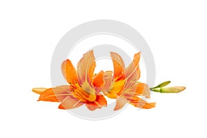 Flowers of an orange daylily on a white isolated background. Decorative items. Beautiful flowers