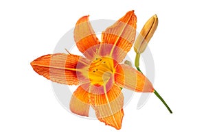 Flowers of an orange daylily on a white isolated background. Decorative items. Beautiful flowers