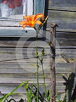 Flowers orange lilies in bloom