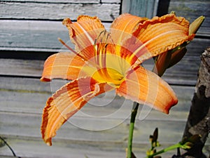 Flowers orange lilies in bloom