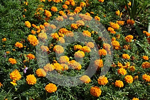 Flowers of orange Tagetes erecta in August