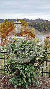 Flowers orange yellow tree trees river pants lamp lantern fence