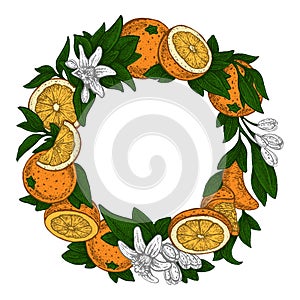 Flowers and oranges. Vector picture. Wedding invitation template, harvest festival, egology concept, vegan food, cafe