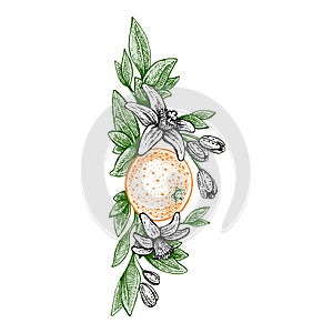 Flowers and oranges. Vector picture. Wedding invitation template, harvest festival, egology concept, vegan food, cafe