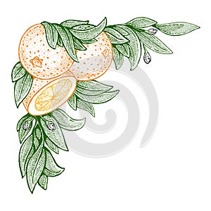 Flowers and oranges. Vector picture. Wedding invitation template, harvest festival, egology concept, vegan food, cafe