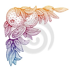 Flowers and oranges. Vector picture. Wedding invitation template, harvest festival, egology concept, vegan food, cafe