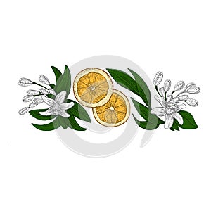 Flowers and oranges. Vector picture. Wedding invitation template, harvest festival, egology concept, vegan food, cafe