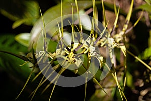 Flowers of the orchid Brassia Gireoudiana