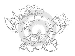 Flowers - orchid Brassolaeliocattleya on a white background. Set of simple elegant frames for your design. Vector line art photo