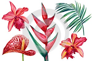 Flowers orchid, heliconia, anthrium on an isolated white background, watercolor illustration, botanical painting