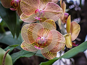 Flowers of orchid Phalenopsis `kaleidoscop`