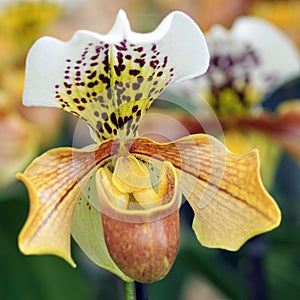 Flowers orchid shallow depth of field