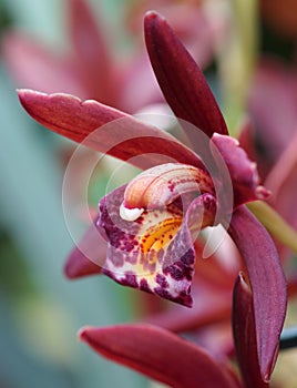 Flowers orchid shallow depth of field