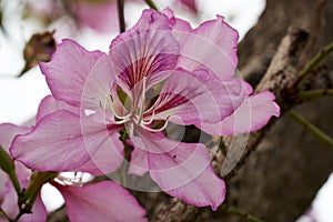 flowers of orchid trees are in full bloom, that means the spring is here now.