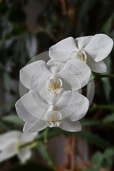 Flowers of an orchid a white butterfly