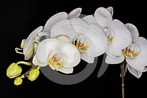 Flowers - Orchidea, Orchid photo