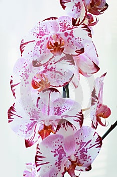 Flowers orchids on a white background. blooming orchid.