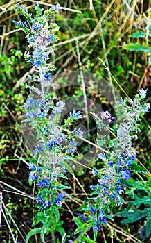 Flowers of the ordinary bruise Echium vulgare L. are blue in the form of bells on a background of bright greenery.