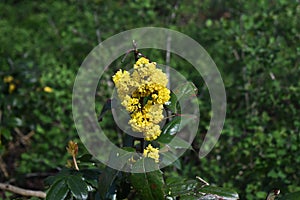 Flowers of Oregon Grape, also called Holly-leaved Barberry.