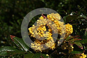 Flowers of Oregon Grape, also called Holly-leaved Barberry.