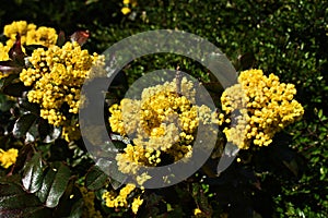 Flowers of Oregon Grape, also called Holly-leaved Barberry.