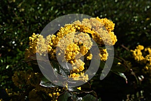 Flowers of Oregon Grape, also called Holly-leaved Barberry.