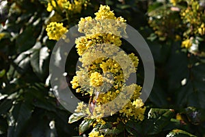 Flowers of Oregon Grape, also called Holly-leaved Barberry.