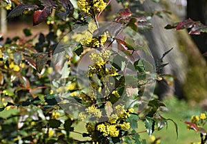 Flowers of Oregon Grape, in the garden.