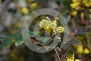 Flowers of Oregon Grape, in the garden.