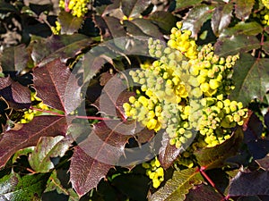 Flowers of Oregon grape in spring