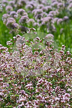 Flowers of Origanum vulgare  and Allium rotundum