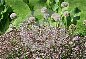 Flowers of Origanum vulgare  and Allium rotundum