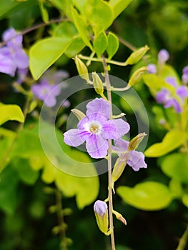 Flowers originals natur photo