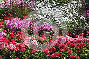 Flowers ornamental garden bed