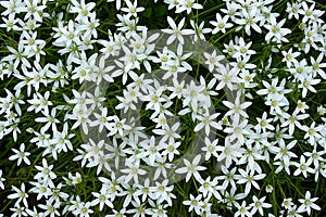 Flowers of Ornithogalum umbellatum