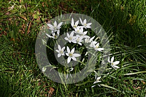 Flowers of Ornithogalum umbellatum, in the garden.