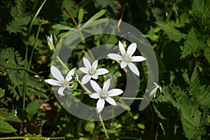 Flowers of Ornithogalum umbellatum, in the garden.