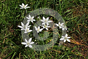 Flowers of Ornithogalum umbellatum, in the garden.