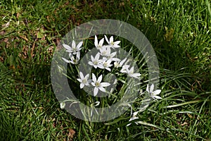 Flowers of Ornithogalum umbellatum, in the garden.