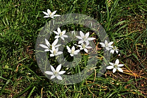 Flowers of Ornithogalum umbellatum, in the garden.