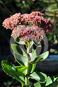 Flowers of orpine, or garden stonecrop Hylotelephium telephium