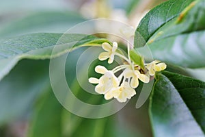 The flowers of Osmanthus