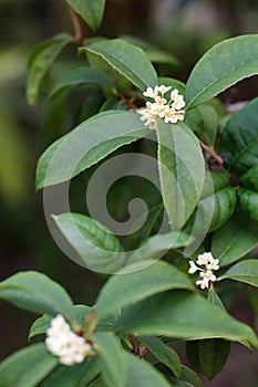 The flowers of Osmanthus photo