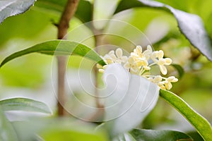 The flowers of Osmanthus photo