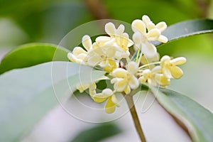 The flowers of Osmanthus photo