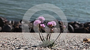 Flowers out of stone