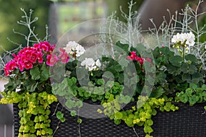 Flowers in outdoor flowerpots